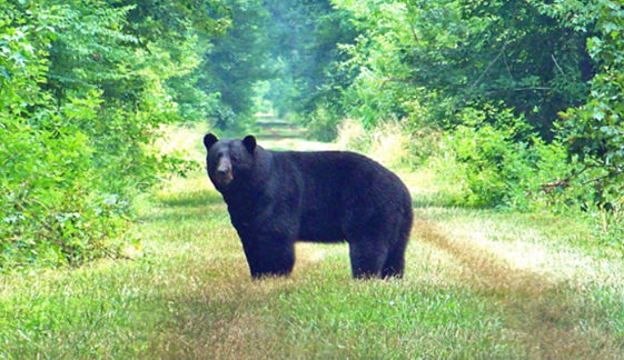 Dismal Swamp State Park