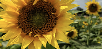 Brothers Farm Market