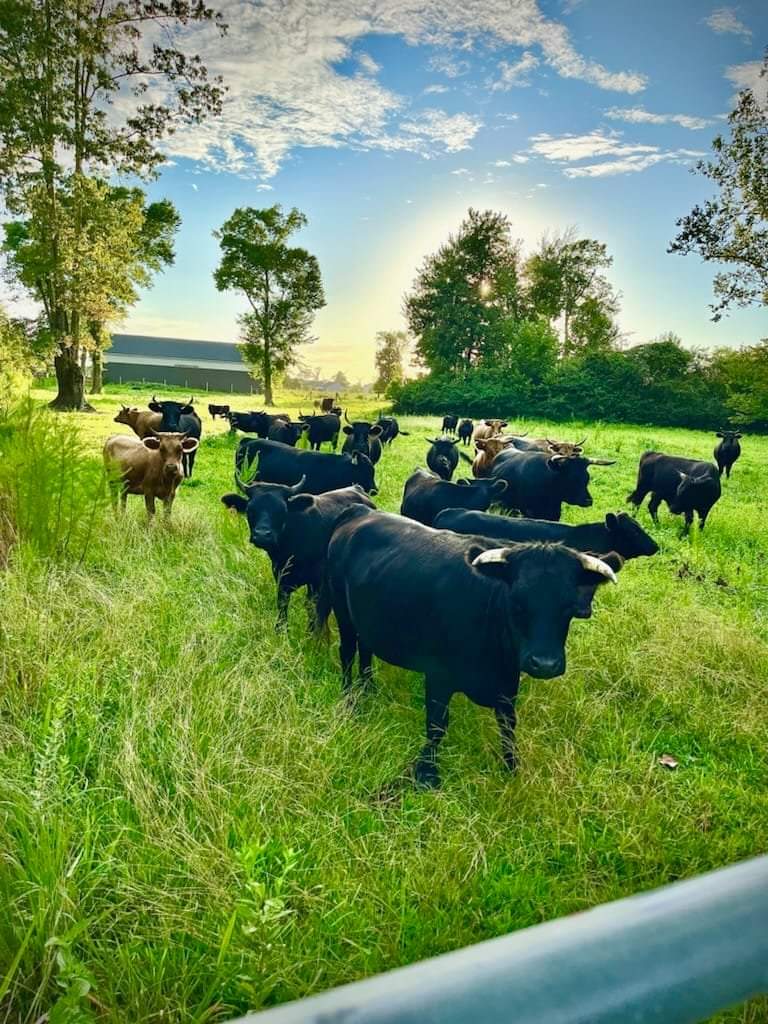 Twisted Willow Farms